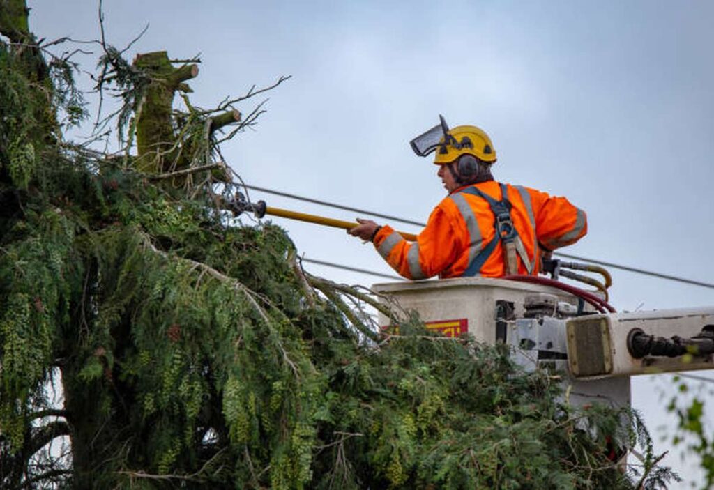 Emergency tree removal